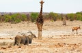 A tall Giraffe stands behind a large adult Eland Royalty Free Stock Photo