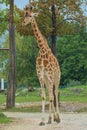 The tall giraffe walks gracefully across the wet ground, its patterned coat slightly sheened by the light drizzle. Royalty Free Stock Photo
