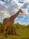 Giraffe tall beautiful animal sky clouds Kenya