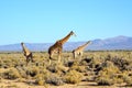 Tall giraffes in the savannah in South Africa. Wildlife conservation is important for all animals living in the wild Royalty Free Stock Photo
