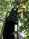 A tall girl stands on a ladder and picks fresh cherries from a tree Royalty Free Stock Photo