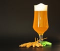 Tall glass goblet of light wheat beer with white foam, cereal ears and hops on a black background Royalty Free Stock Photo