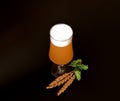 A tall glass of wheat beer with thick white foam on a black background, next to ears of cereal and ripe hops Royalty Free Stock Photo