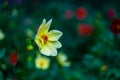 Tall Gold and Burgundy Coreopsis