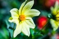 Tall Gold and Burgundy Coreopsis Tinctoria Wildflowers