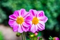 Tall Gold and Burgundy Coreopsis Tinctoria Wildflowers