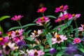 Tall Gold and Burgundy Coreopsis Tinctoria Wildflowers