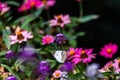 Tall Gold and Burgundy Coreopsis Tinctoria Wildflowers