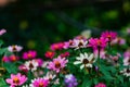 Tall Gold and Burgundy Coreopsis Tinctoria Wildflowers