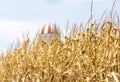 Tall golden corn stalks in field ready for harvest, red and whit Royalty Free Stock Photo