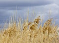 Tall Golden Grasses Blowing Against Storm Skies