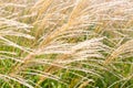 The tall golden grasses in the field sway in the wind - a steppe feather grass