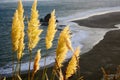 Tall golden grasses growing in a regional park, against dark ocean on the background.