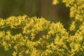 Tall Goldenrod 814176