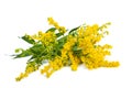 Tall goldenrod