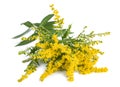 Tall goldenrod