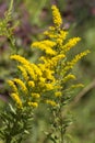 Tall Goldenrod Wildflowers - Solidago altissima