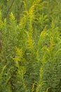 Tall Goldenrod Wildflowers - Solidago altissima