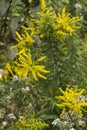 Tall Goldenrod Wildflowers - Solidago altissima