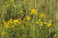 Tall Goldenrod Wildflowers - Solidago altissima