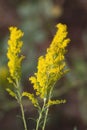 Tall Goldenrod Wildflowers - Solidago altissima