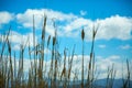 Tall grass against blue sky with clouds