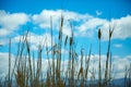 Tall grass against blue sky with clouds Royalty Free Stock Photo