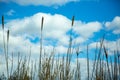 Tall grass against blue sky with clouds Royalty Free Stock Photo