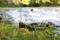 Tall Grass on the Banks of the Red Cedar River