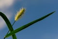Tall grass beginning to seed Royalty Free Stock Photo