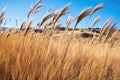 tall grass blades dancing in the wind at the canyon floor