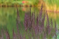 Tall grass in bloom on the edge of the pond Royalty Free Stock Photo