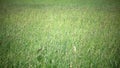 Tall grass blowing in the breeze.The strong wind inclines Timothy-grass Phleum pratense in field to summer sunny day