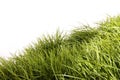 Tall grass blowing in the wind Royalty Free Stock Photo