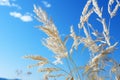 tall grass blowing in the wind against a blue sky Royalty Free Stock Photo