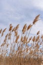 Tall grass blowing in wind Royalty Free Stock Photo