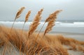 Tall Grass Blowing in the Wind on a Misty Beach Royalty Free Stock Photo