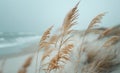 Tall Grass Blowing in the Wind on a Misty Beach Royalty Free Stock Photo