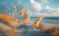 Tall Grass Blowing in the Wind on a Misty Beach Royalty Free Stock Photo