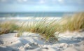 Tall Grass Blowing in the Wind on a Misty Beach Royalty Free Stock Photo