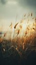 tall grass blowing in the wind at sunset Royalty Free Stock Photo