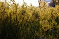 tall grass blowing in the wind at sunset with trees in the background Royalty Free Stock Photo