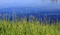 Tall grass by blue lake