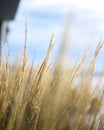 Tall grass with blue sky and sea in the background Royalty Free Stock Photo