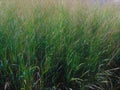 Tall Grass Royalty Free Stock Photo