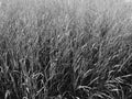 Tall Grass Royalty Free Stock Photo