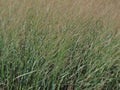 Tall Grass Royalty Free Stock Photo