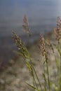 Tall grass close up on a blurred background of the river Royalty Free Stock Photo