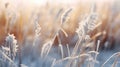 Tall Grass Close Up Royalty Free Stock Photo