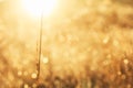 Meadow grass in sepia in sun glare. Sunny rays illuminate grass in meadow. Dry grass with